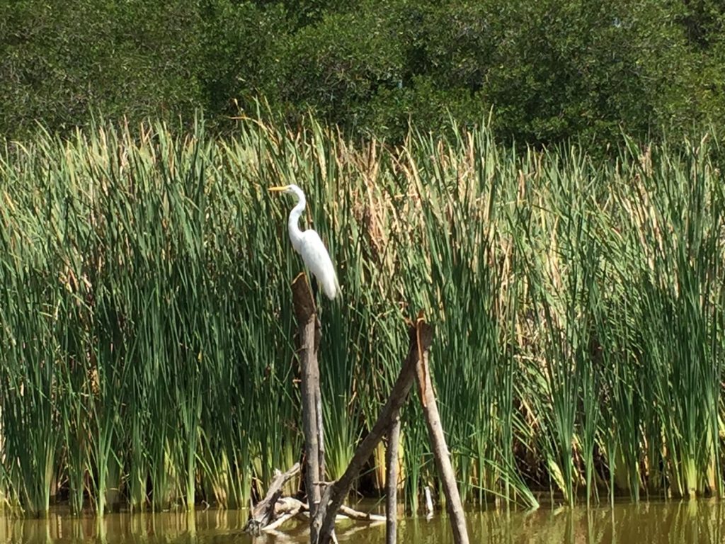 Eco turismo Cuyutlán Tortugario