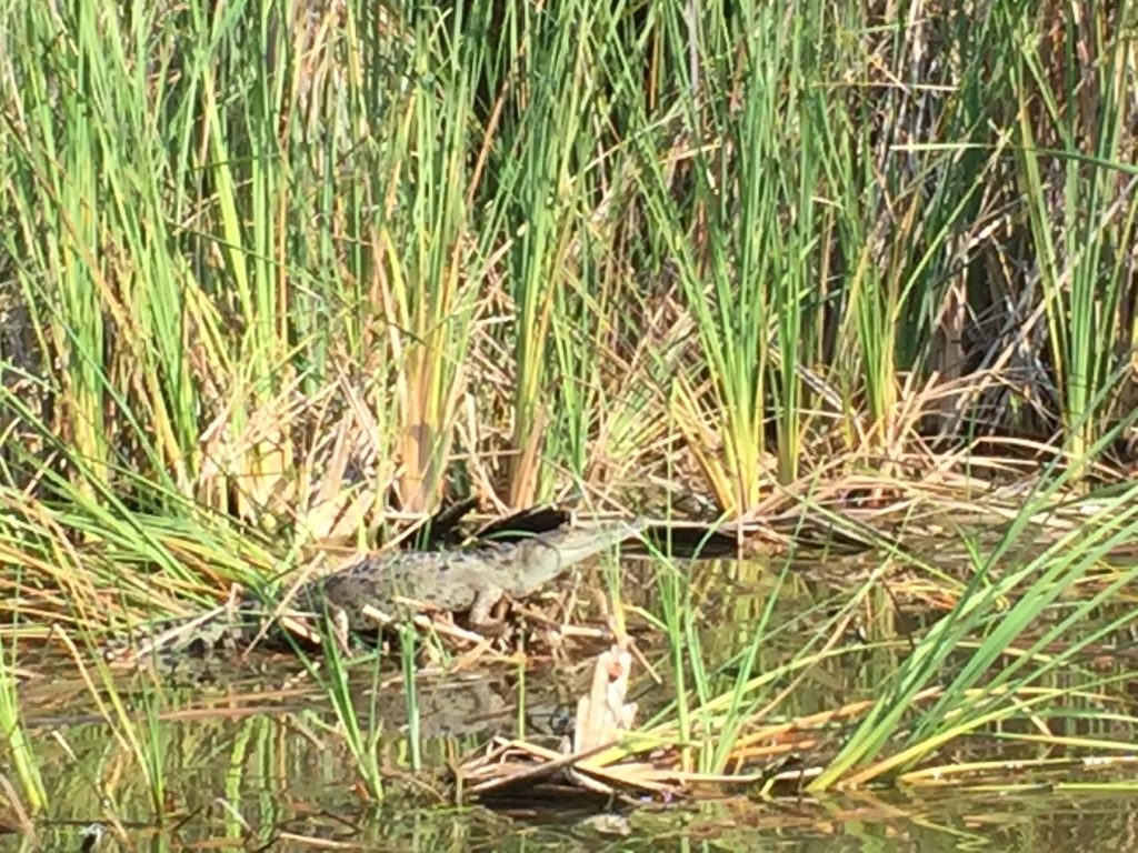 Eco turismo Cuyutlán Tortugario