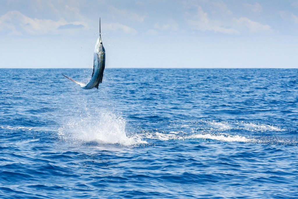 Pesca deportiva, Pez Vela Manzanillo Noah Tours