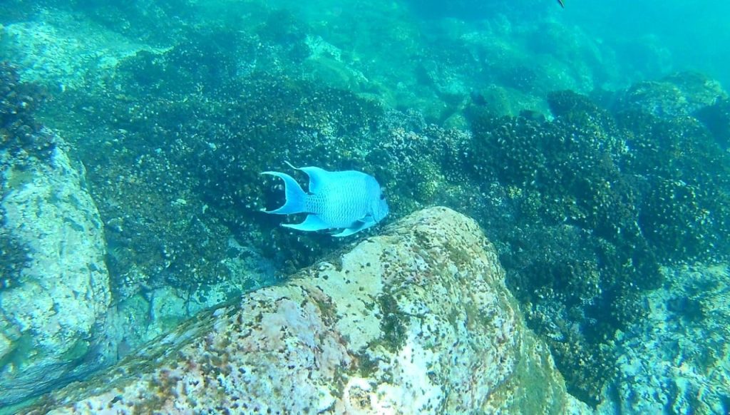 Noah tours Manzanillo Snorkel