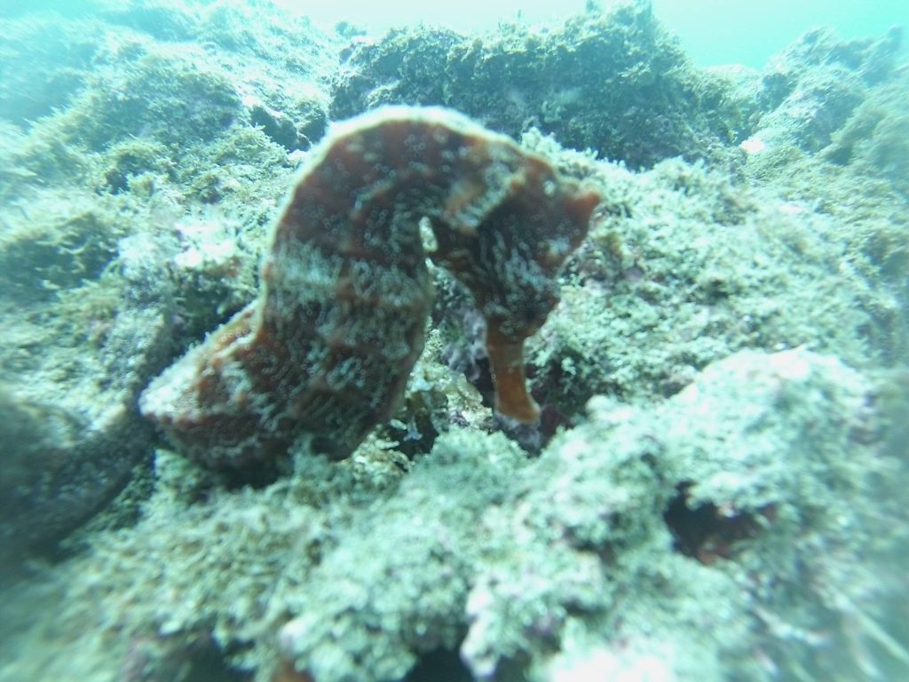 Noah tours Manzanillo Snorkel