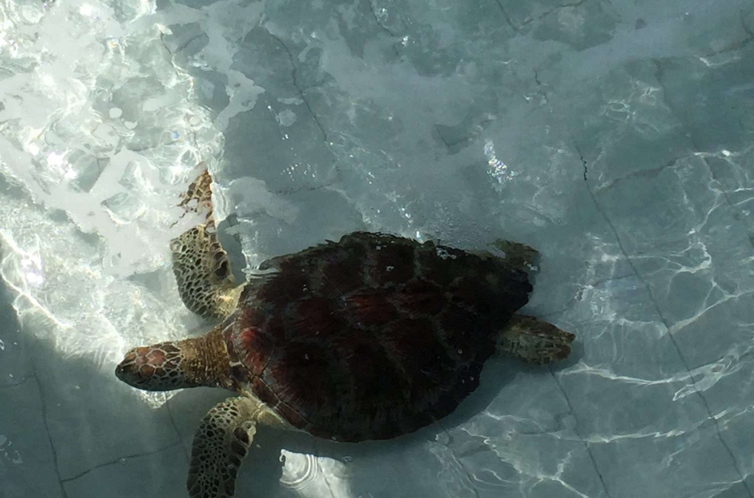 Eco turismo Cuyutlán Tortugario