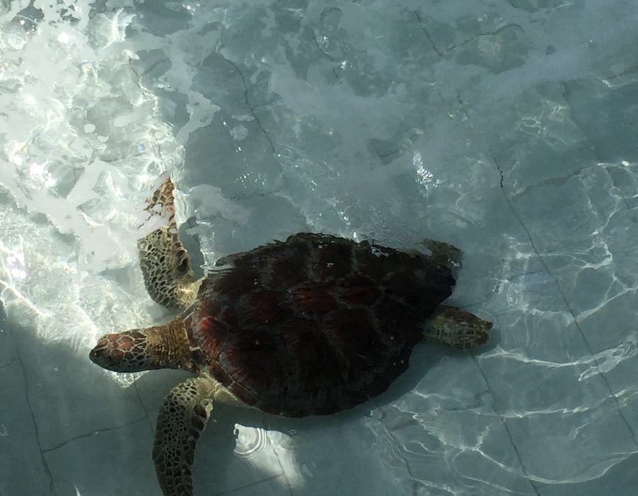 Noah Tours Manzanillo , Tortugario Cuyutlán